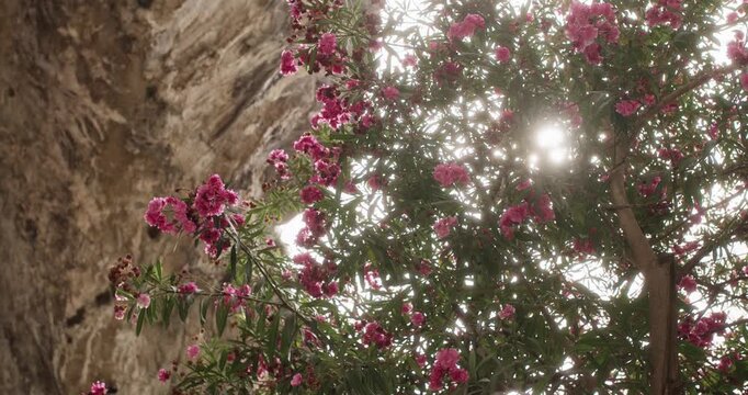 Begonia tree Amalfi coast beautiful scenic view flowers light wind blowing through the branches
