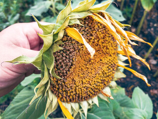 A ripening sunflower with a close-up of its seed head. The partially fallen yellow petals indicate that harvest is approaching. This is a symbol of the end of summer and abundance.