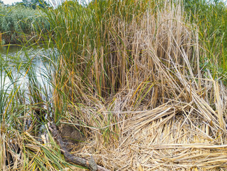Dense thickets of reeds on the shore of a lake or river, creating a sense of wild and untouched nature. The image conveys a calm atmosphere of the natural environment, perfect for illustrations about 