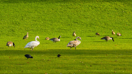Various waterbirds eat on the green lawn
