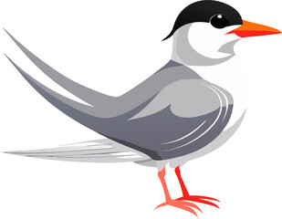 vector illustration of a cartoon bird Tern bird
