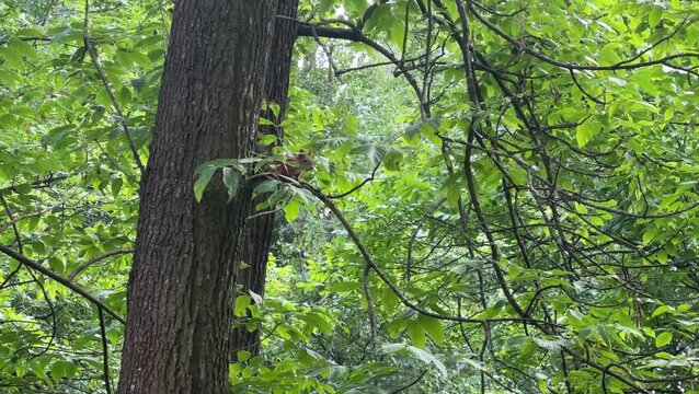 A squirrel is sitting on a tree in a summer park. Animal. Nature. The branches of a green tree are hanging down.