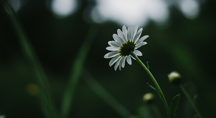 Daisy Flower Close-up From Behind Dark Bokeh