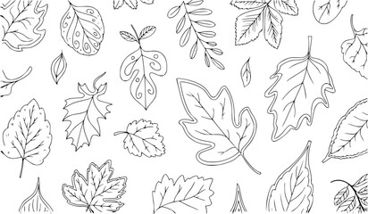 Black and white line art illustration of assorted autumn leaves fall foliage botanical illustration