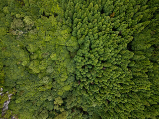 Aerial view of dense, verdant treetops create a mosaic of deep greens and lighter shades, a natural tapestry stretching across the landscape, Lagoa, Azores, Portugal.