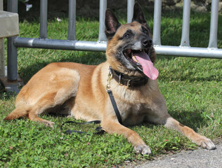 Happy Belgian Malinois Dog Wearing A Collar On Green Grass