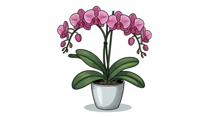 pink orchid in a pot Vector on White