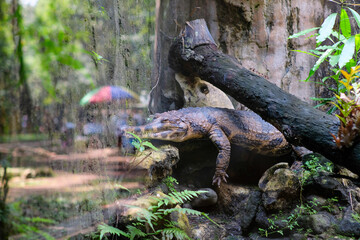 A crocodile rests on a rock ledge, partially hidden by tree branches and ferns, in a peaceful natural habitat. The image reflects a tranquil moment, showing the reptile's textured skin and formidable.