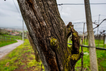 Obraz premium 2024 03 30 Meledo moss on wood 14