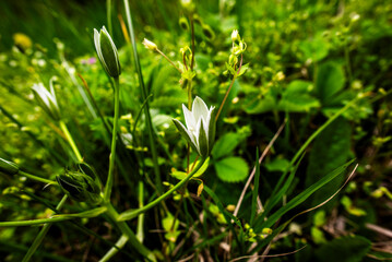 2024 03 30 Meledo Ornithogalum orthopyllum 2