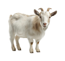 Fototapeta premium Playful goat portrait in environment animal view isolated on transparent background, png