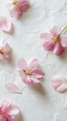 Delicate Cherry Blossom Petals on White Background