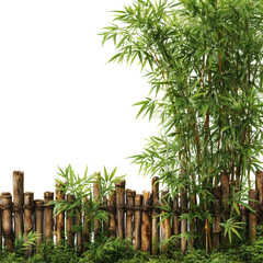 Obraz premium Bamboo growth and garden fencing natural environment isolated on transparent background, png