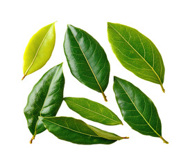 Fototapeta premium Fresh bay leaves collection botanical garden nature green environment isolated on transparent background, png