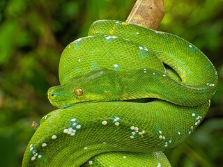 Fototapeta premium green tree python Morelia viridis