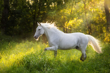 Horse in motion on sunrise  forest