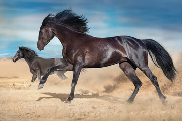 Horse herd run in dust