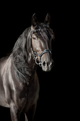Black horse with long mane portrait