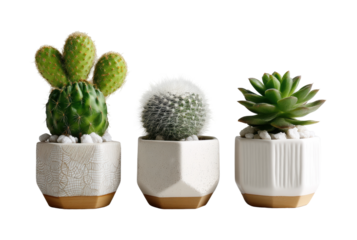 Cactus and succulent arrangement plant minimalist aesthetic bright isolated on transparent background, png