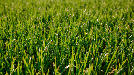 Obraz premium Realistic green grass with natural blade variation