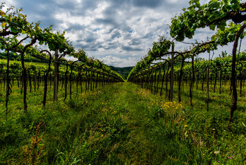 2024 05 01 Sarego vineyard 1