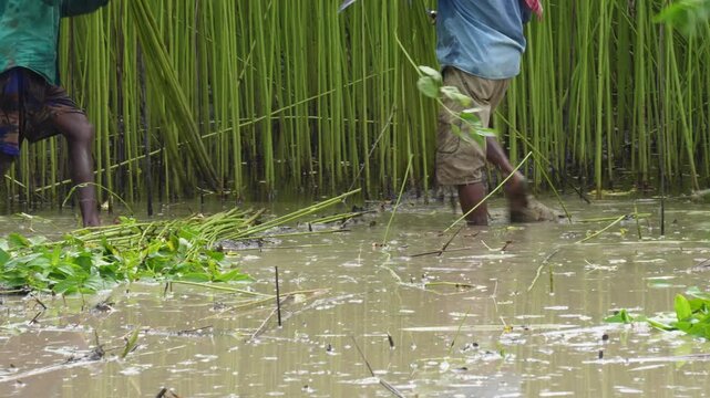 Farmers are harvesting jute plants from the flooded field