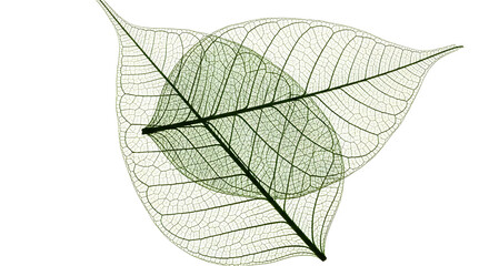 Delicate Skeleton Leaves Nature Botanical Design