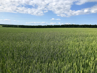 The endless sea of green ears of corn sways under the blue sky, whispering about the summer wind and the coming harvest