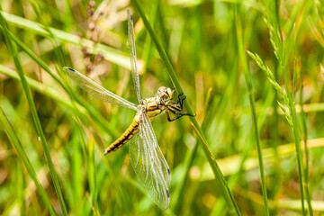 A common green darner dragonfly rests lightly on a reed near the lake.