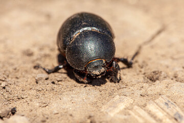A large black beetle with distinctive features crawls over a textured gravel surface, showcasing its vibrant exoskeleton under natural sunlight.