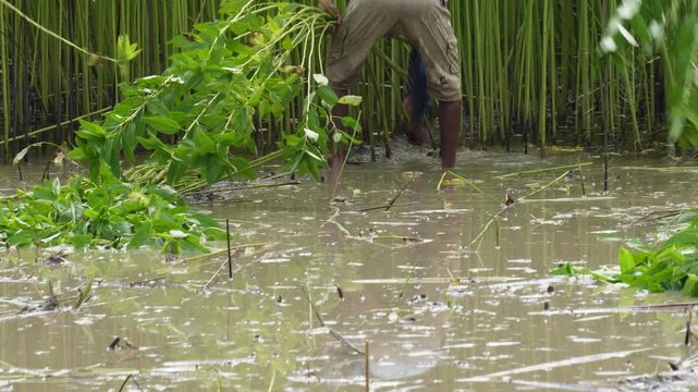 A Farmers harvesting Jute plant in the field