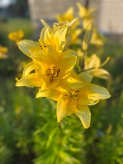 yellow lilies in the garden