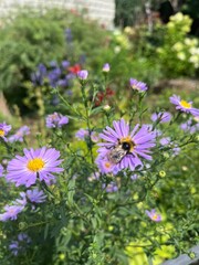 flowers in the garden