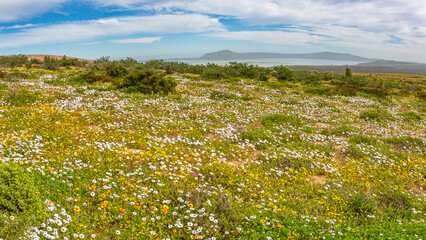 Obraz premium A panoramic view on a colourful field of daisy flowers in the West Coast National Park in South Africa