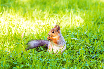Cute European red squirrel gnaws nuts in the grass.