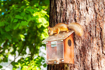 Cute European red squirrel explores a tree feeder.