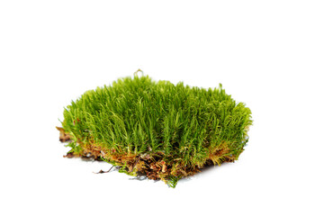 Green forest natural moss isolated on white background.