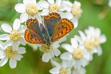 A female  sooty copper sits on the white flower. Lycaena tityrus. Portrait of a small orange butterfly