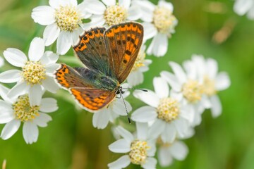 A female  sooty copper sits on the white flower. Lycaena tityrus. Portrait of a small orange butterfly