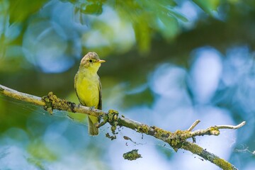 A icterine Warbler sits on a branch. Hippolais icterina. Wildlife scene from czech nature.  