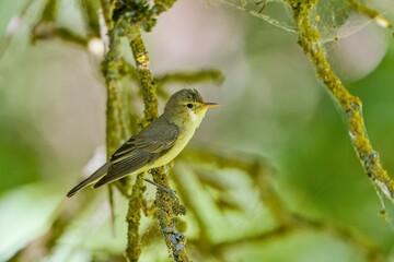 A icterine Warbler sits on a branch. Hippolais icterina. Wildlife scene from czech nature.  