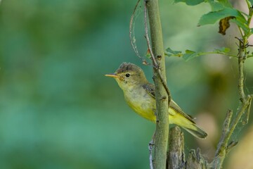 A icterine Warbler sits on a branch. Hippolais icterina. Wildlife scene from czech nature.  