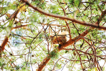 A cute European red squirrel gnaws a nut while sitting on a pine tree.
