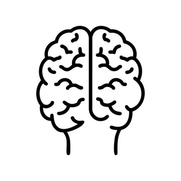 Line art anatomical human brain illustration with bisection detail &ndash; stock vector icon in line style