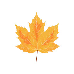 Fototapeta premium Stylized Maple Leaf Silhouette with Subtle Vein Texture on White Background