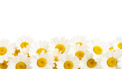 Daisies border on a transparent background; PNG