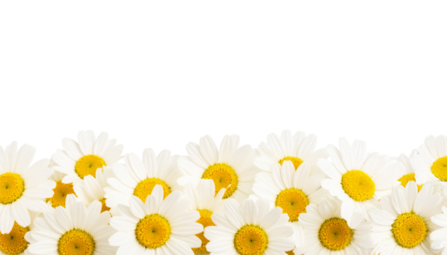 Daisies border on a transparent background; PNG