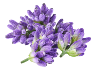 lavender flowers, isolated on transparent background