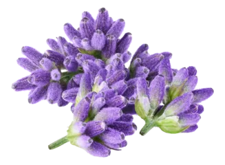 Gardinen Lavendel lavender flowers, isolated on transparent background  © Sue