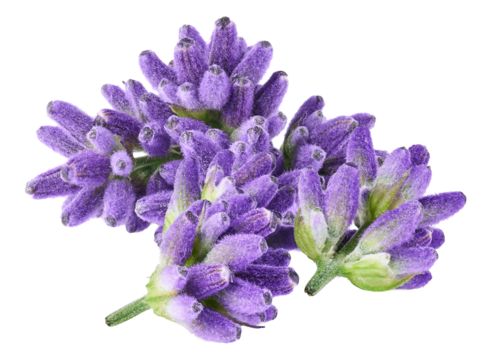 lavender flowers, isolated on transparent background